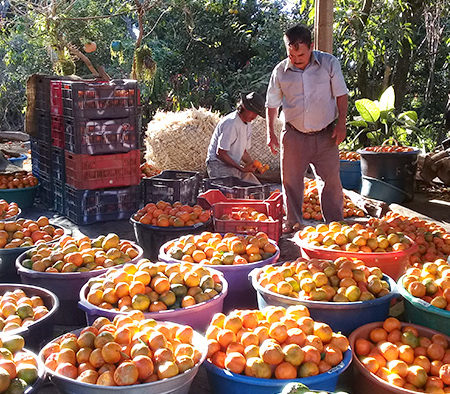 Un pueblo un producto