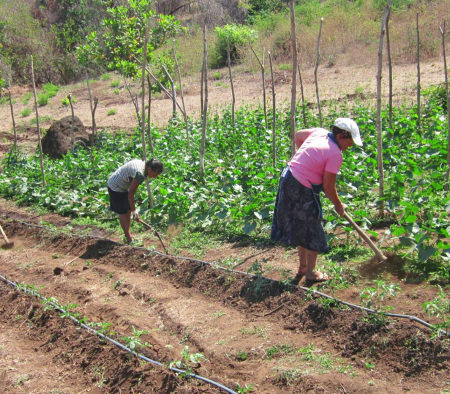 Mujeres de San Juan de Letrán inician proyecto de agricultura Mujeres de San Juan de Letrán inician proyecto de agricultura