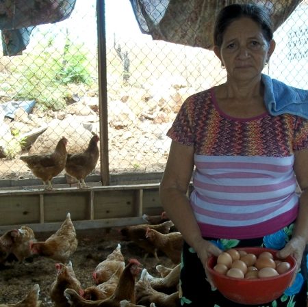 iniciativaproductivadeGallinasponedorasPuntaChiquirin2