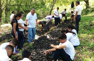 Acciones de arborización