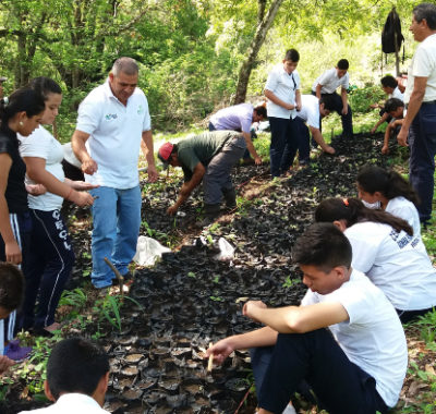 Acciones de arborización