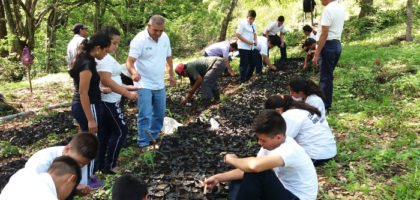 Acciones de arborización