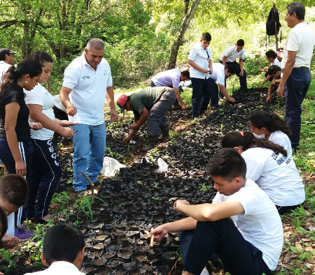 Acciones de arborización