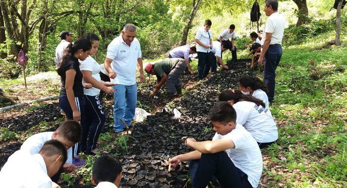 Acciones de arborización